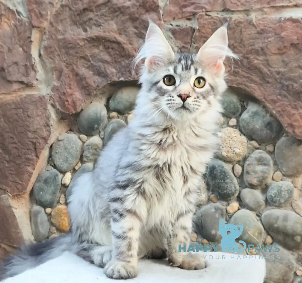 Remi Maine Coon male black silver spotted tabby live animals