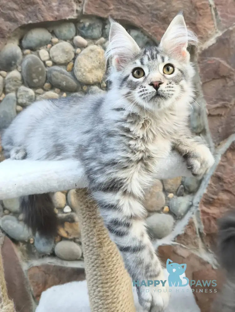 Remi Maine Coon male black silver spotted tabby live animals