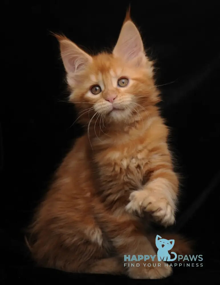 Remmi Maine Coon polydactyl male red live animals