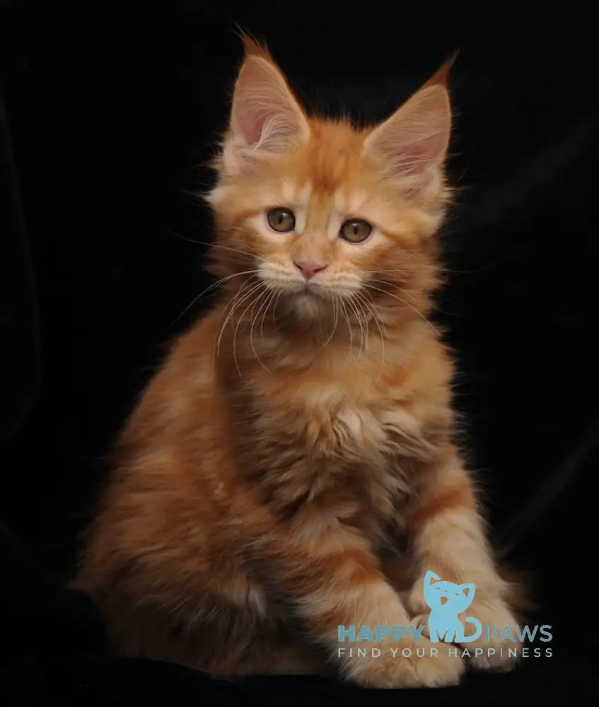 Remmi Maine Coon polydactyl male red live animals