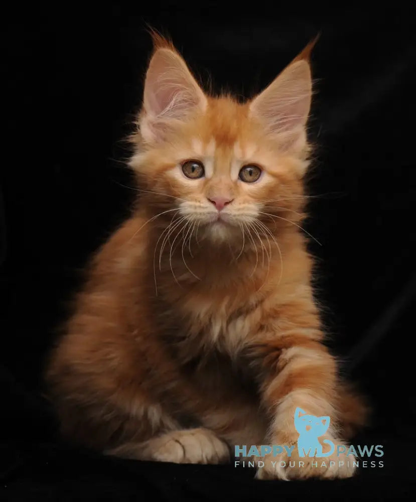 Remmi Maine Coon polydactyl male red live animals