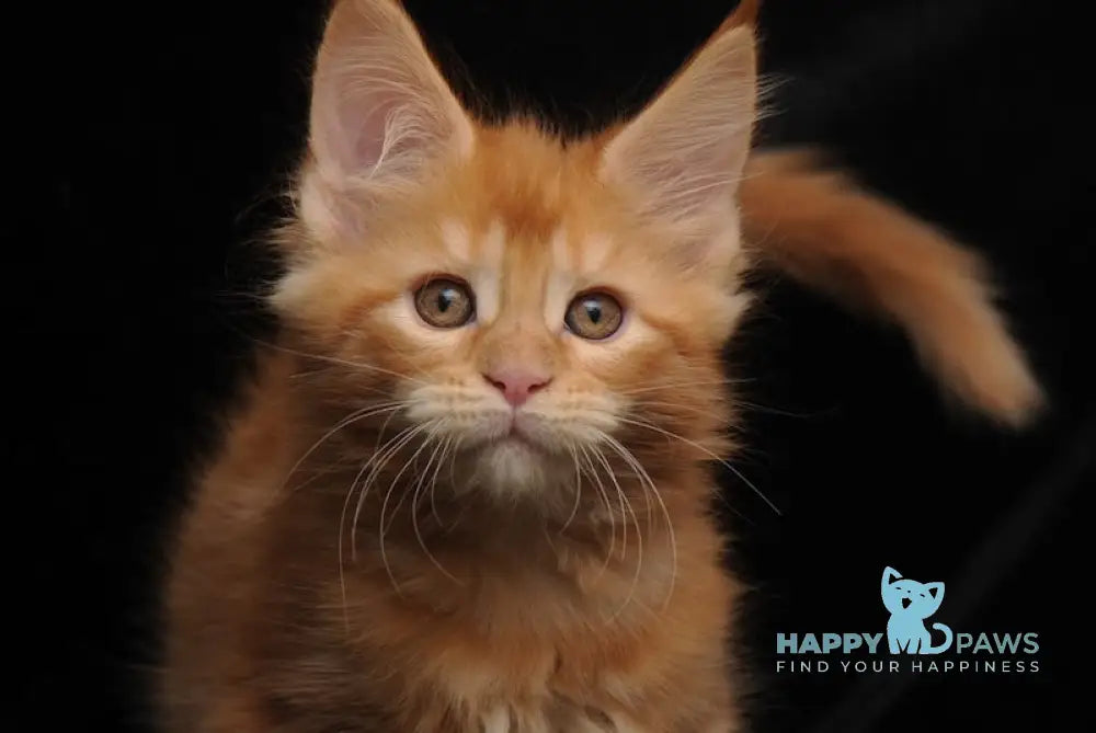 Remmi Maine Coon polydactyl male red live animals