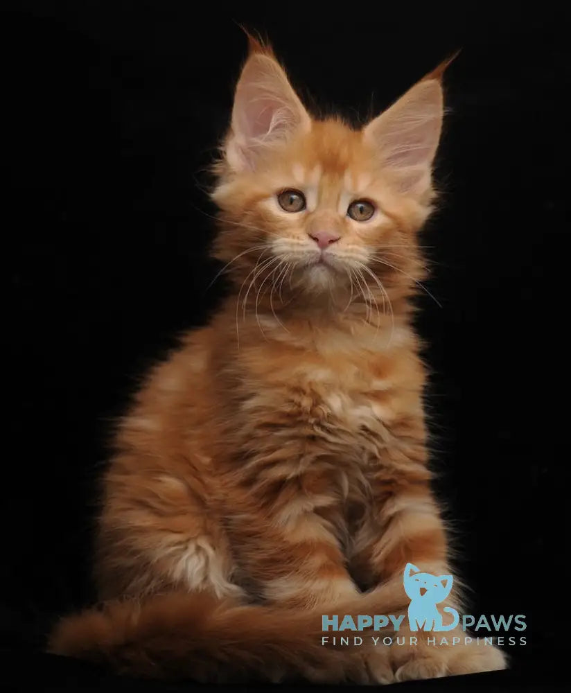 Remmi Maine Coon polydactyl male red live animals