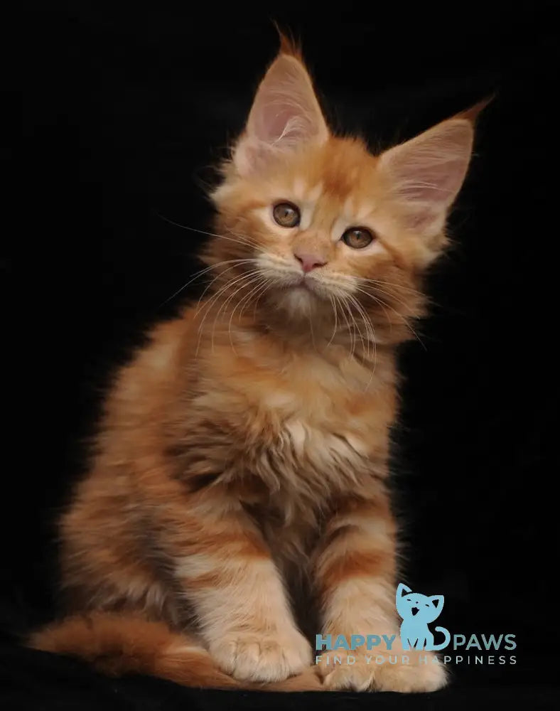 Remmi Maine Coon polydactyl male red live animals