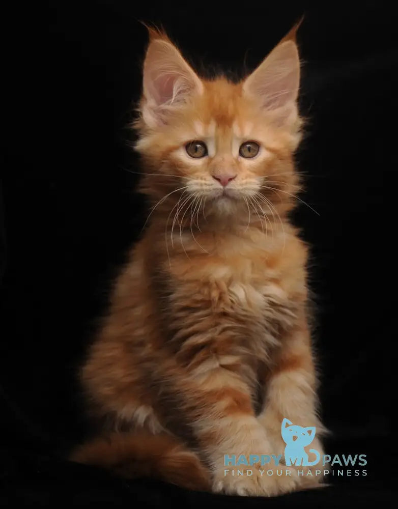 Remmi Maine Coon polydactyl male red live animals