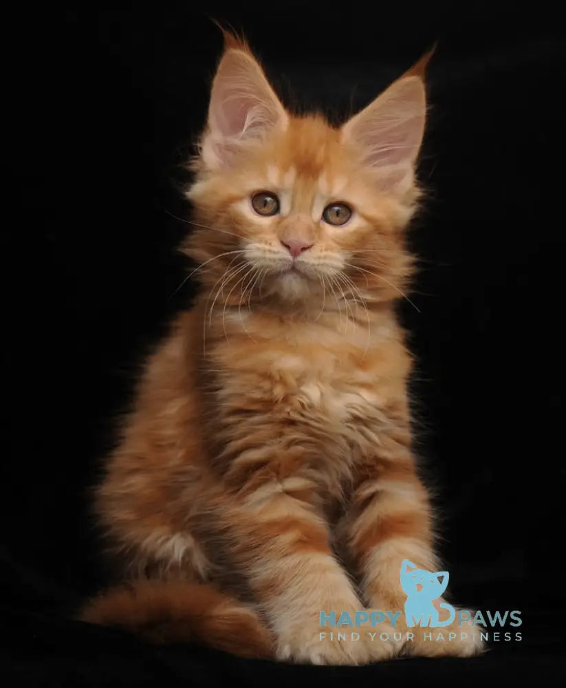 Remmi Maine Coon polydactyl male red live animals