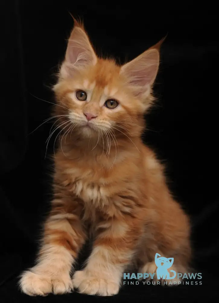 Remmi Maine Coon polydactyl male red live animals