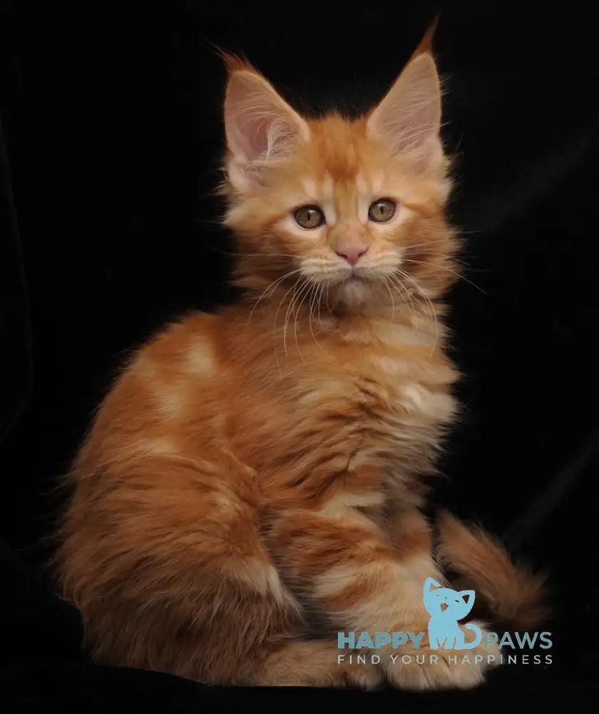 Remmi Maine Coon polydactyl male red live animals