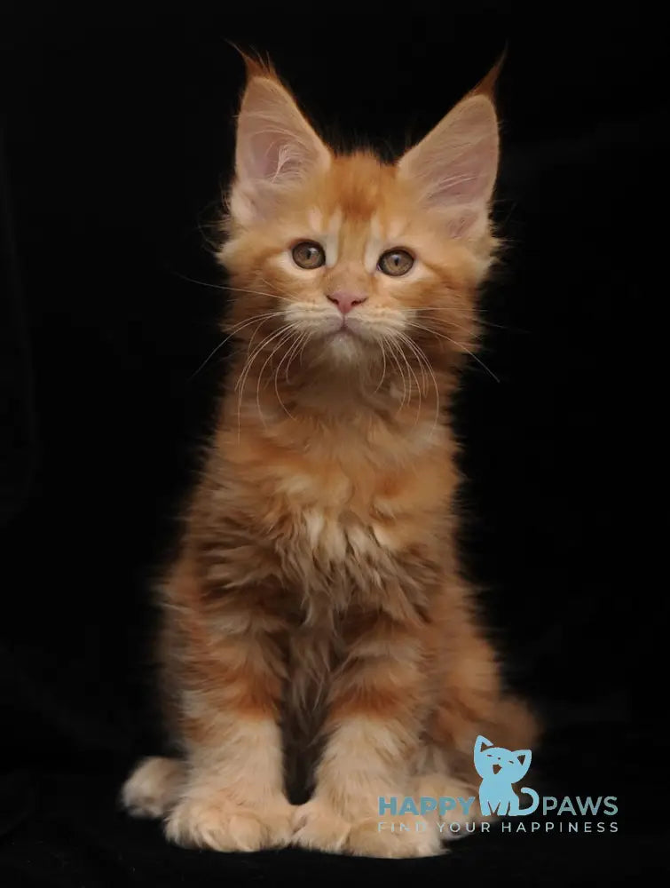 Remmi Maine Coon polydactyl male red live animals