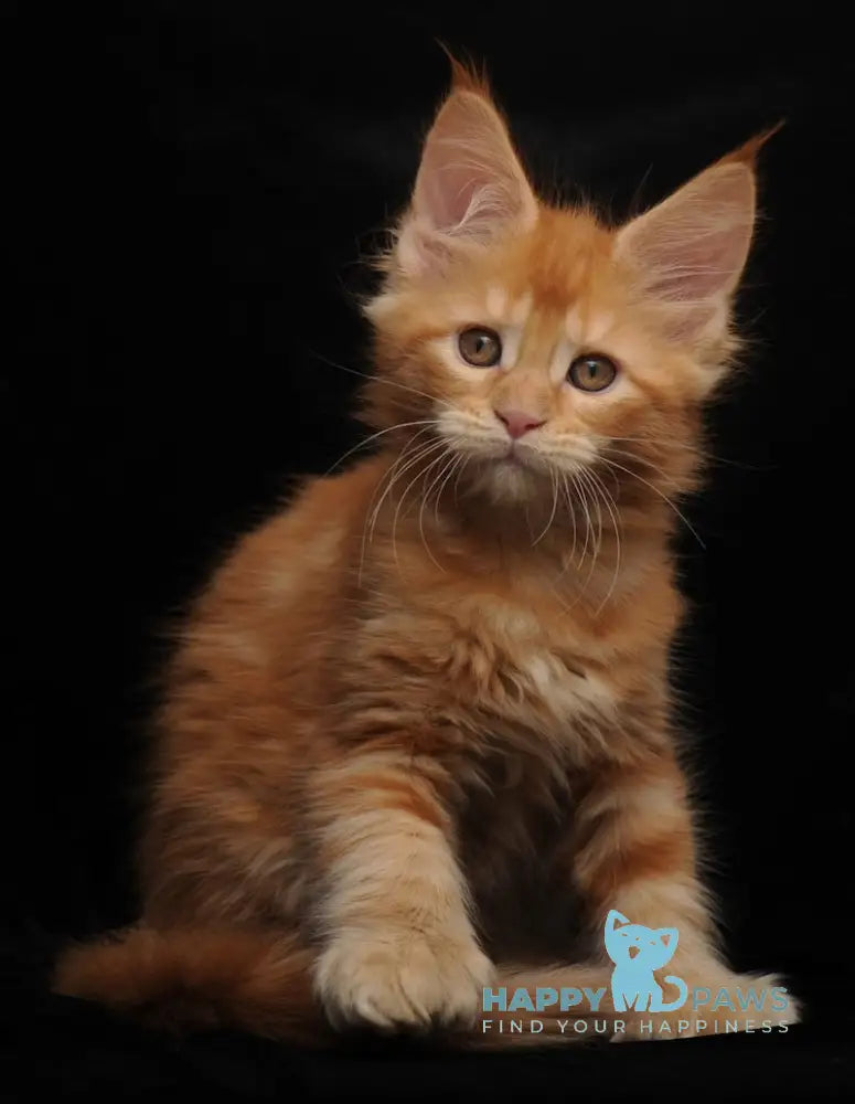 Remmi Maine Coon polydactyl male red live animals