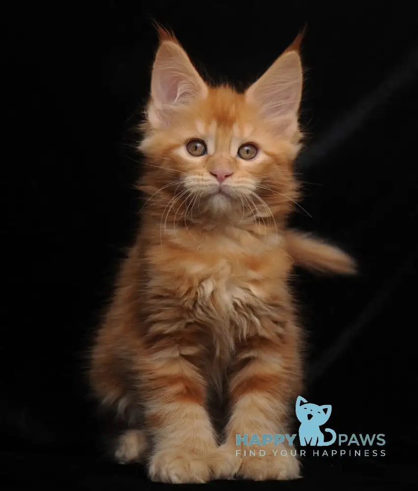 Remmi Maine Coon polydactyl male red live animals