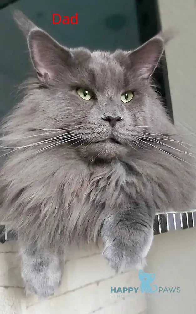 Remus Maine Coon male red tabby live animals