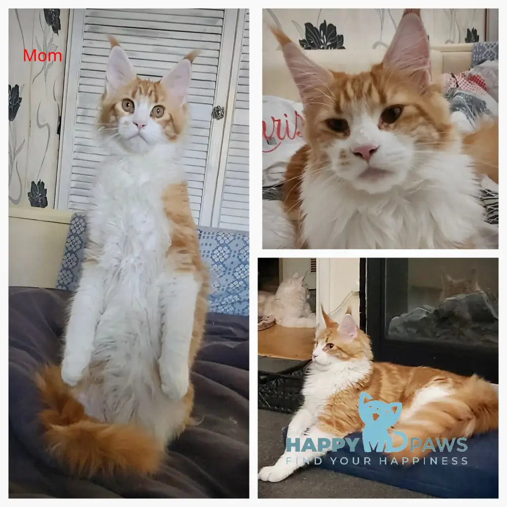 Remus Maine Coon male red tabby live animals