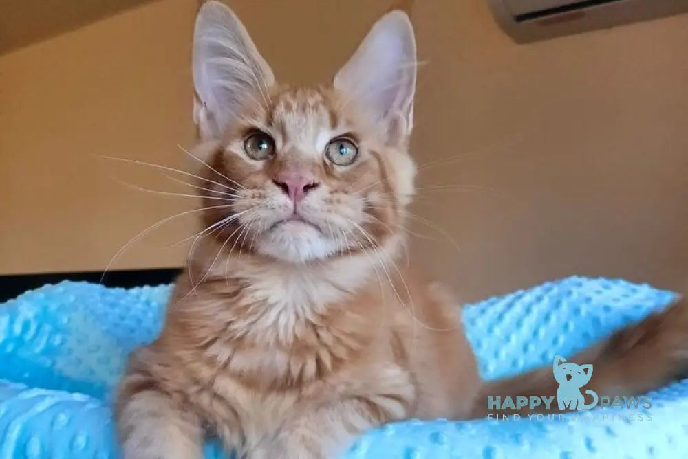 Remus Maine Coon male red tabby live animals