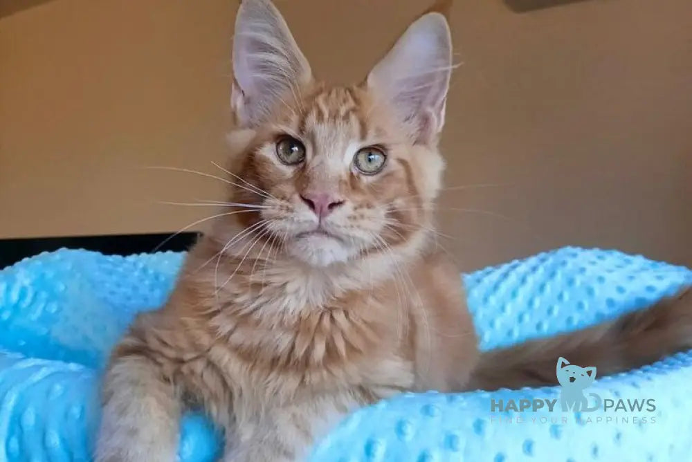 Remus Maine Coon male red tabby live animals