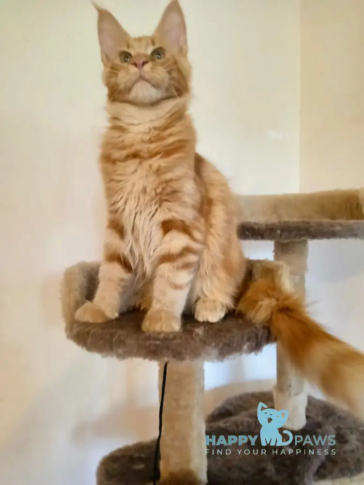 Remus Maine Coon male red tabby live animals