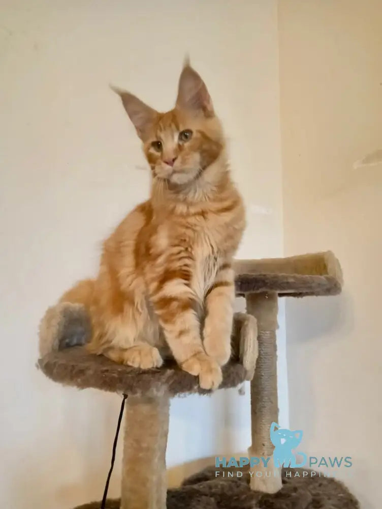 Remus Maine Coon male red tabby live animals