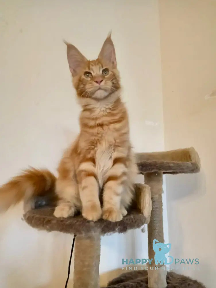 Remus Maine Coon male red tabby live animals
