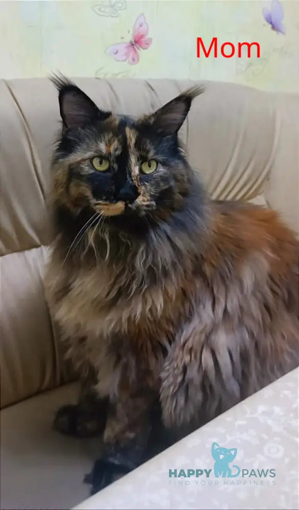 Remy Maine Coon female black tortie tabby live animals