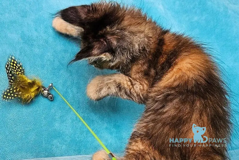 Remy Maine Coon female black tortie tabby live animals