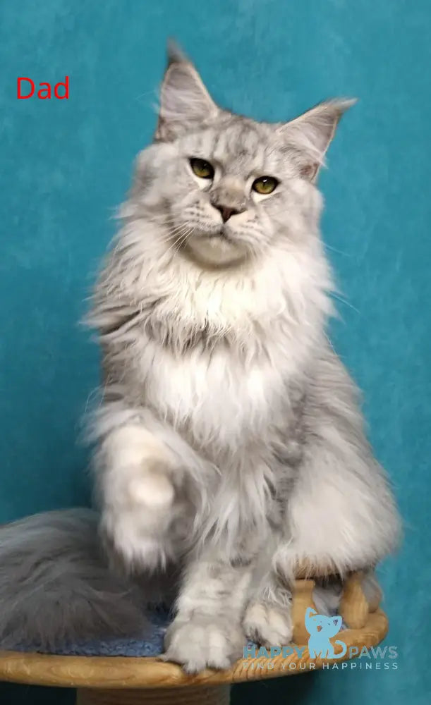 Remy Maine Coon female black tortie tabby live animals