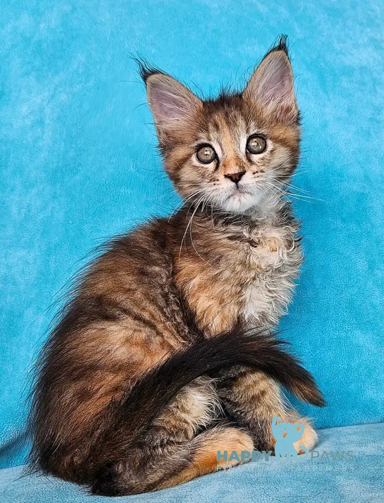 Remy Maine Coon female black tortie tabby live animals