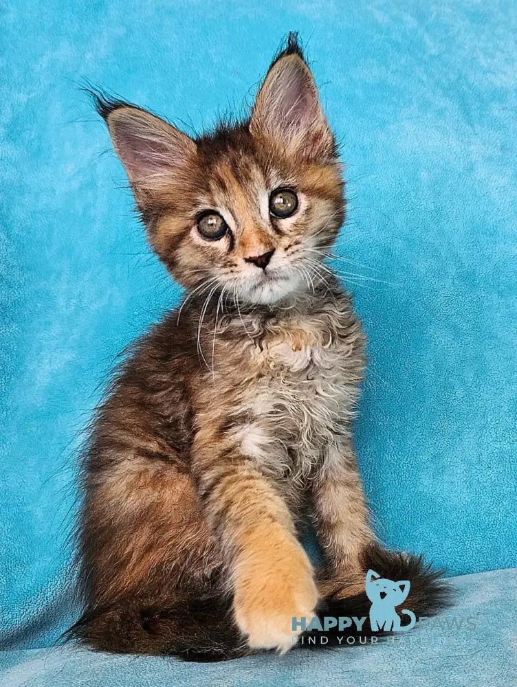 Remy Maine Coon female black tortie tabby live animals