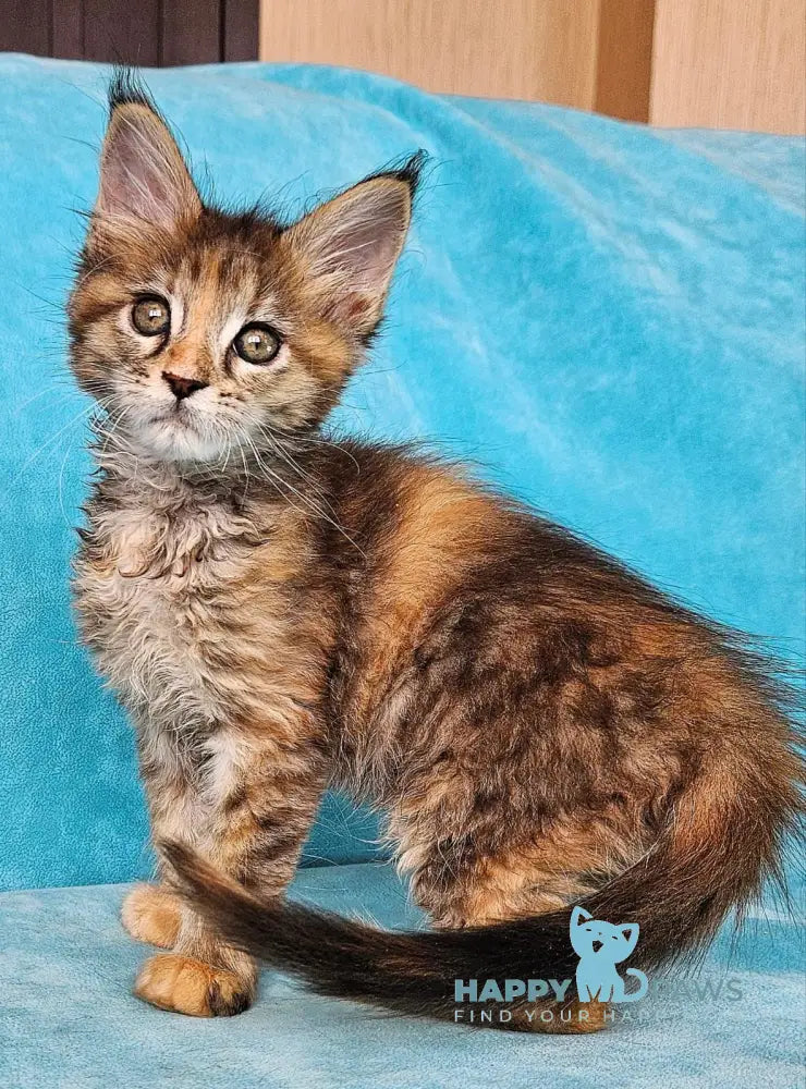 Remy Maine Coon female black tortie tabby live animals