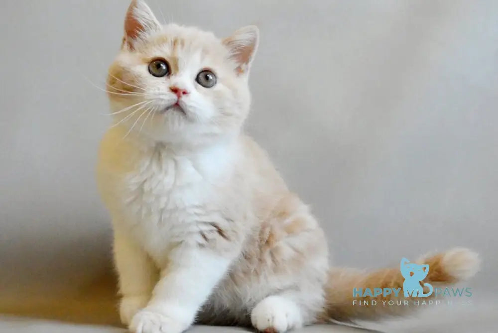 Remy Scottish Straight male cream tabby bicolour live animals