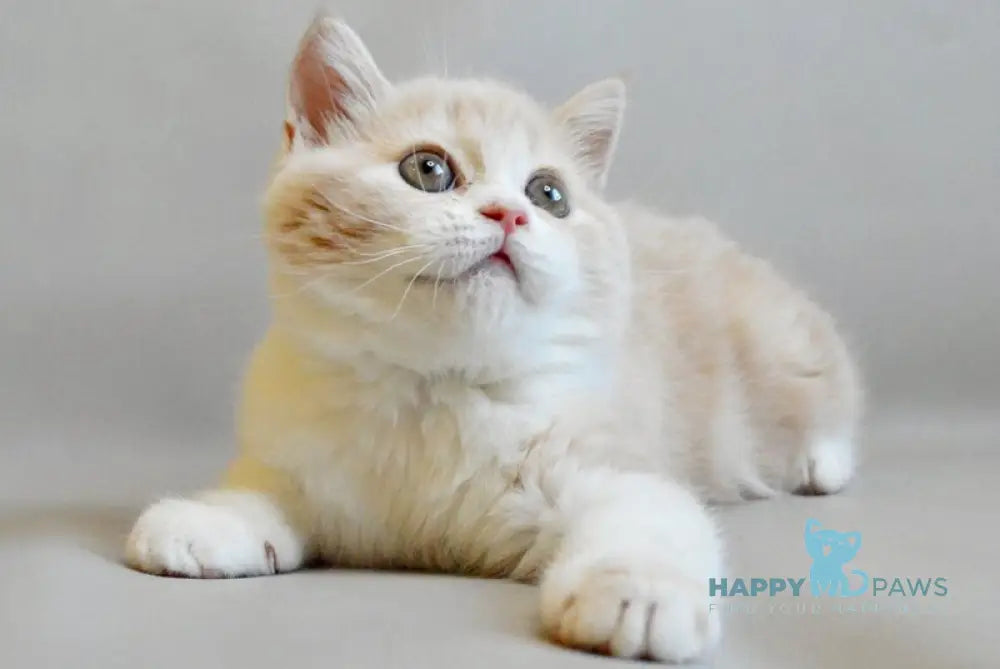 Remy Scottish Straight male cream tabby bicolour live animals