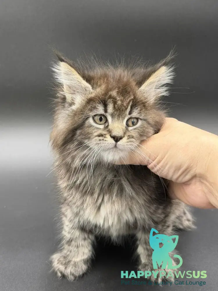 Rena Maine Coon polydactyl female black spotted tabby - live animals