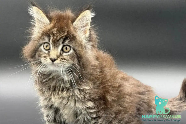 Rena Maine Coon polydactyl female black spotted tabby - live animals