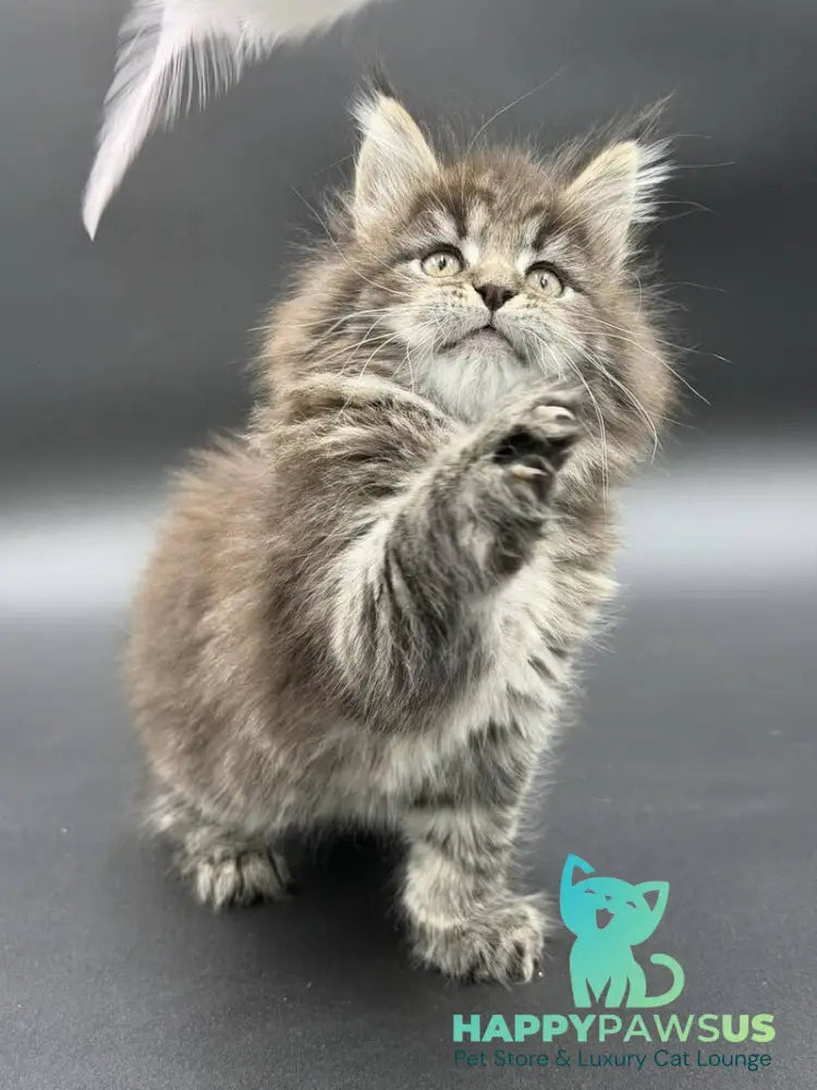 Rena Maine Coon polydactyl female black spotted tabby - live animals