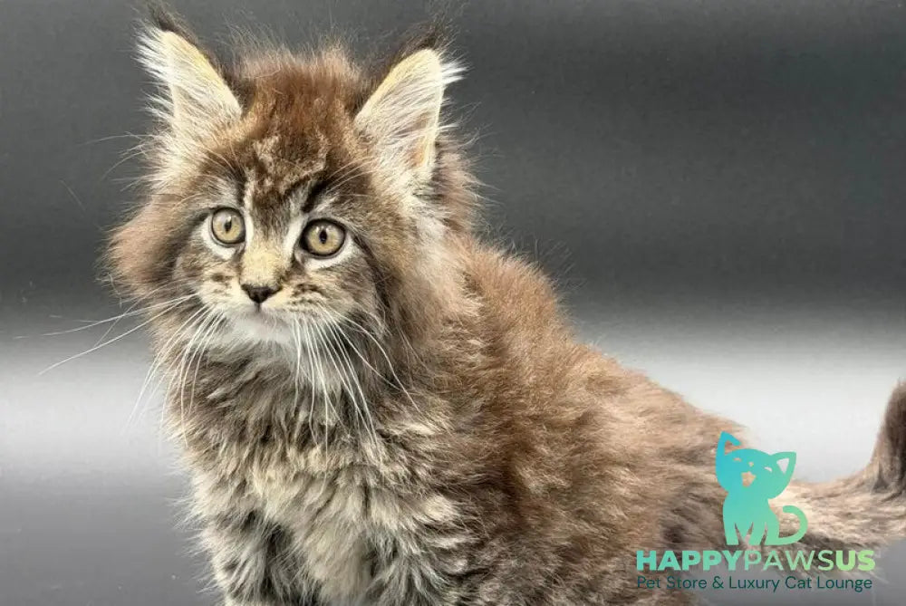 Rena Maine Coon polydactyl female black spotted tabby - live animals