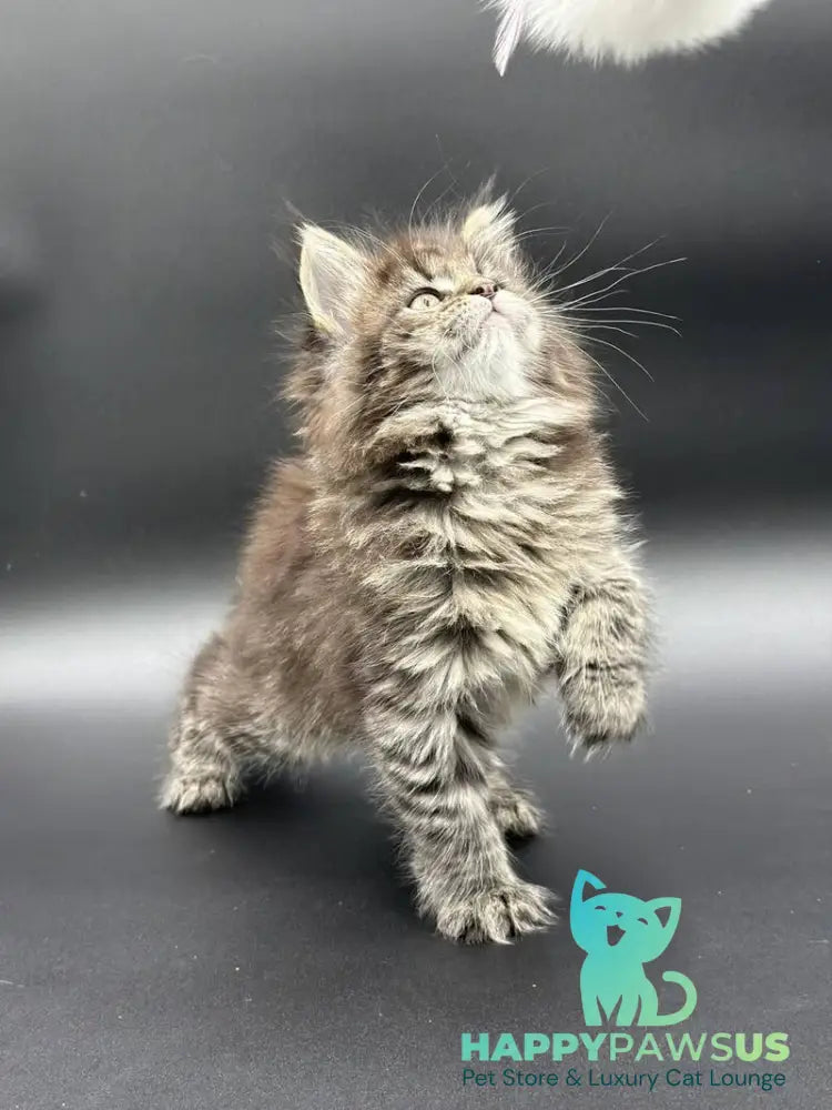 Rena Maine Coon polydactyl female black spotted tabby - live animals