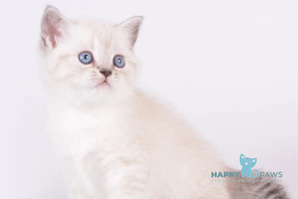 Renaldo British Shorthair male chocolate silver live animals