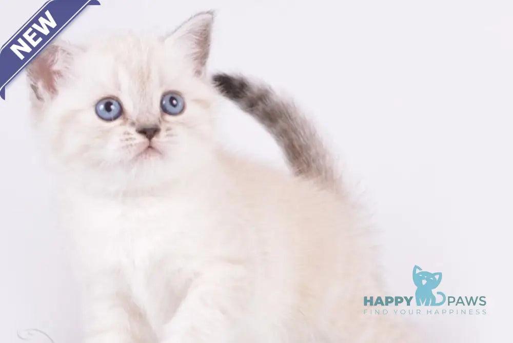 Renaldo British Shorthair male chocolate silver live animals