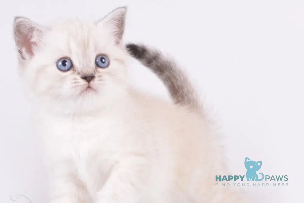 Renaldo British Shorthair male chocolate silver live animals