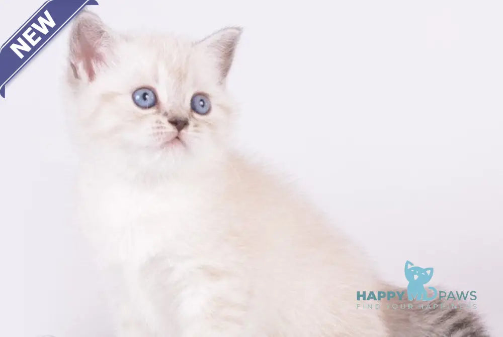 Renaldo British Shorthair male chocolate silver live animals