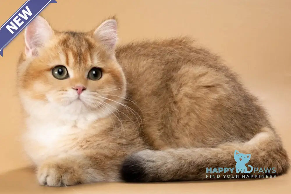 Renata British Shorthair female black golden shaded live animals