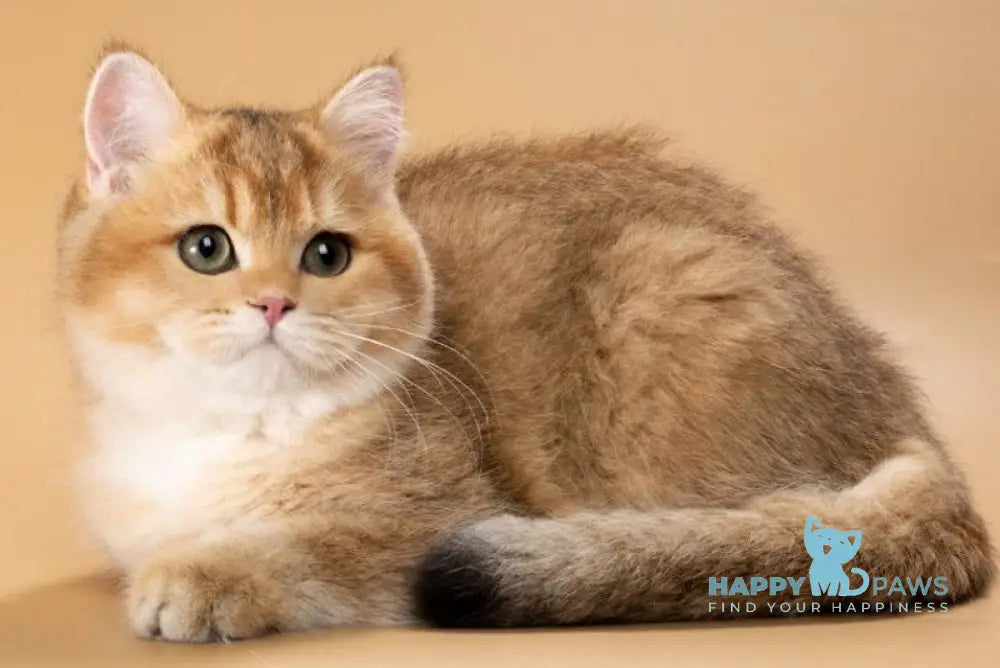 Renata British Shorthair female black golden shaded live animals