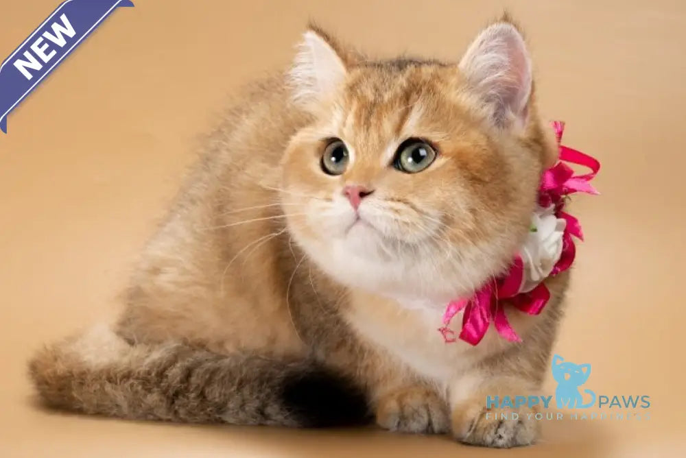 Renata British Shorthair female black golden shaded live animals
