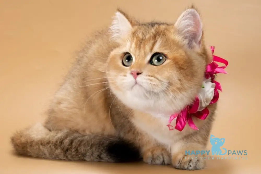 Renata British Shorthair female black golden shaded live animals