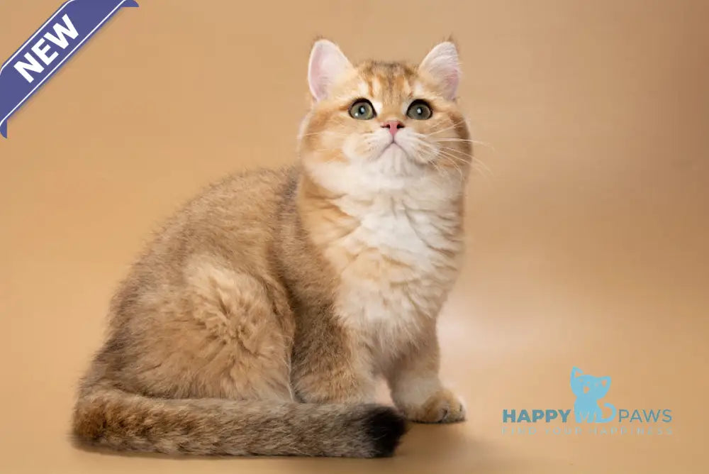 Renata British Shorthair female black golden shaded live animals