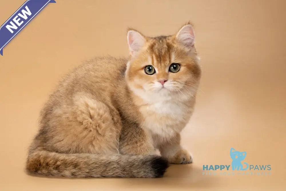 Renata British Shorthair female black golden shaded live animals