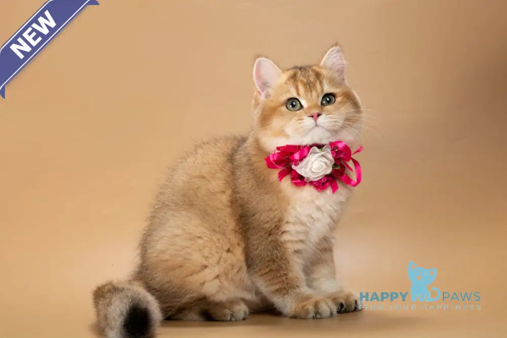 Renata British Shorthair female black golden shaded live animals