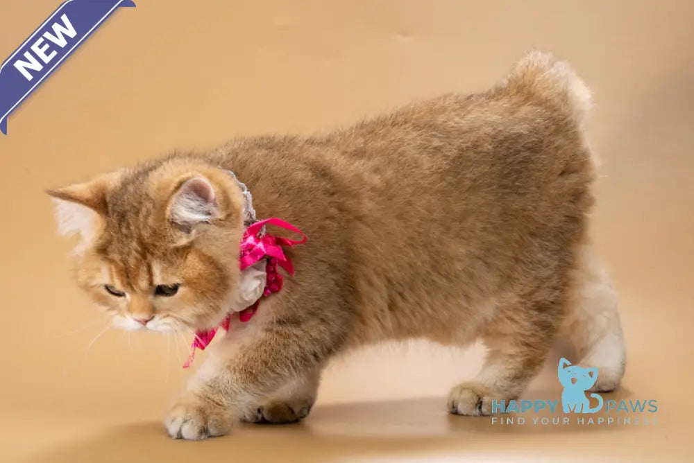 Renata British Shorthair female black golden shaded live animals