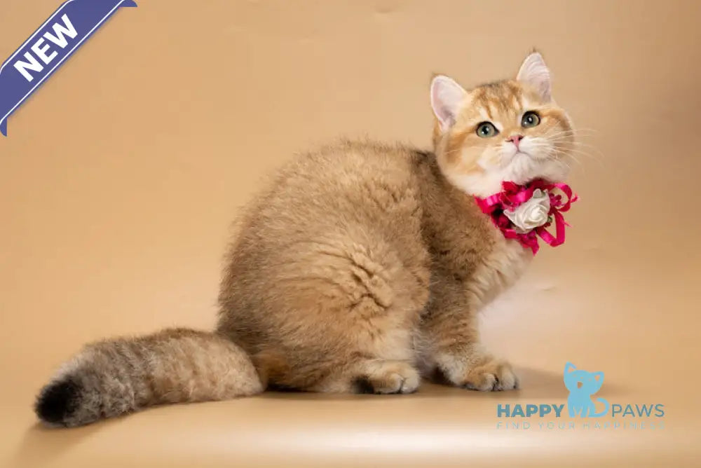Renata British Shorthair female black golden shaded live animals