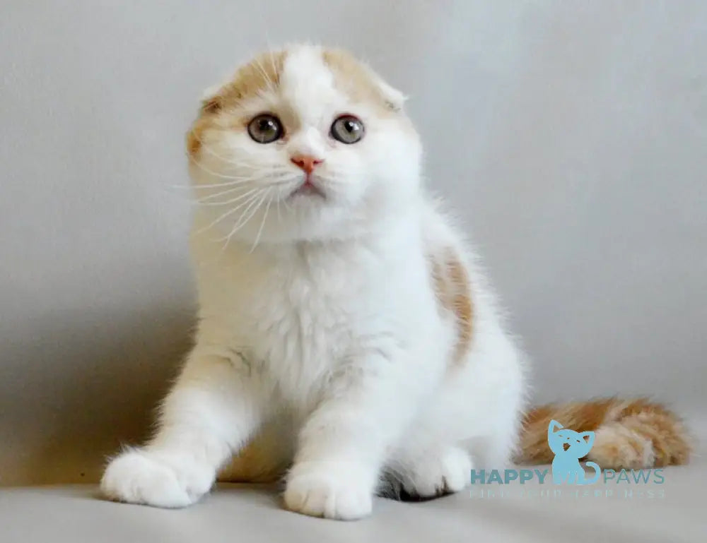 Rendy Scottish Straight male red tabby van live animals