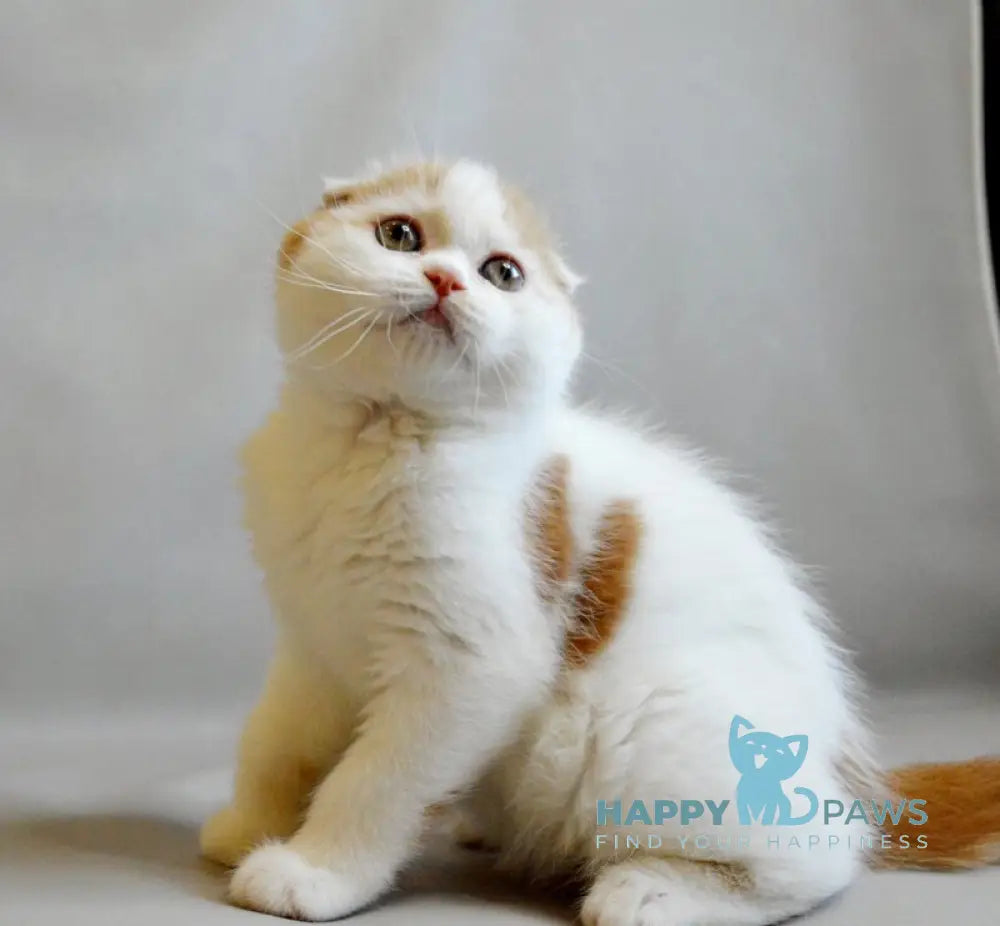 Rendy Scottish Straight male red tabby van live animals